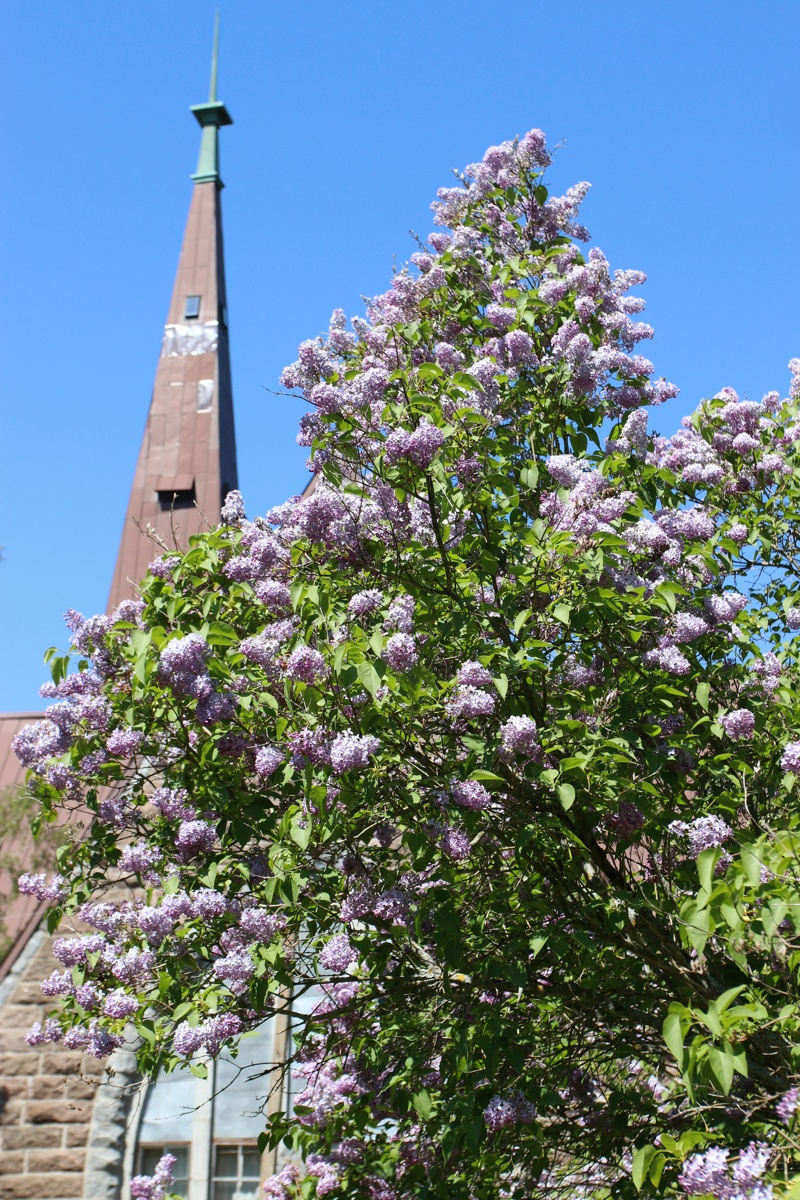 Изображение особи Syringa vulgaris.