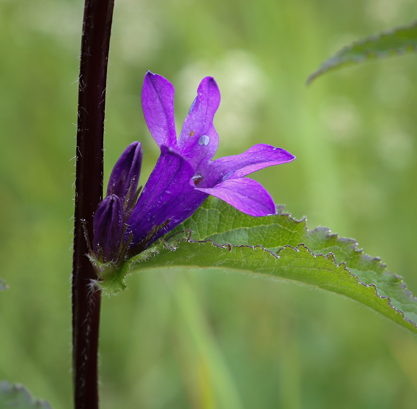 Изображение особи Campanula glomerata.