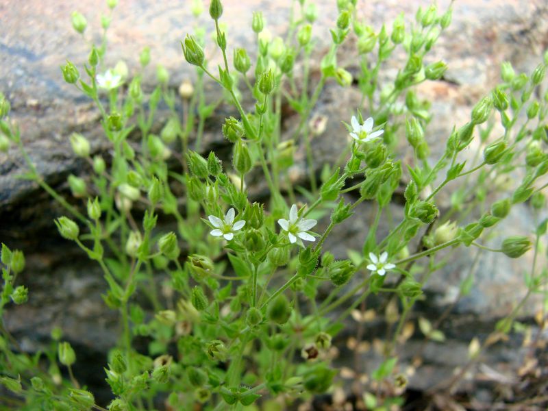 Image of Arenaria serpyllifolia specimen.