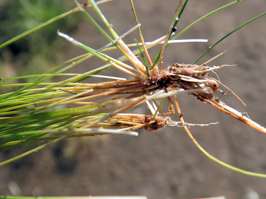 Изображение особи Eleocharis acicularis.