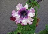 Petunia &times; atkinsiana