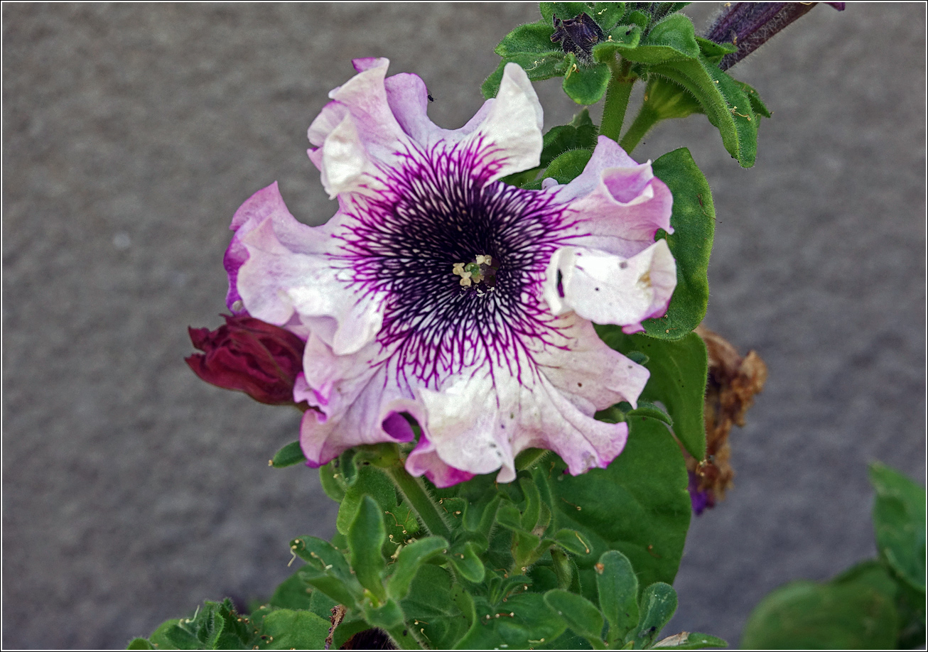 Image of Petunia &times; hybrida specimen.