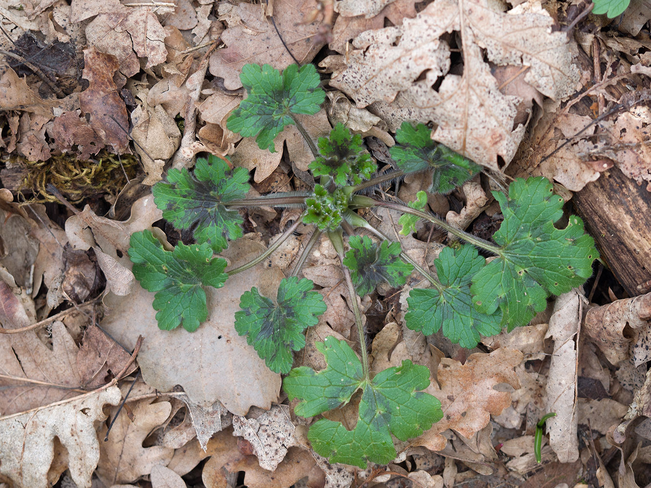 Image of Ranunculus constantinopolitanus specimen.