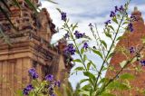 Duranta erecta. Верхушка веточки с соцветиями. Вьетнам, провинция Кханьхоа, г. Нячанг, территория храмового комплекса Понагар, в культуре. 02.09.2023.