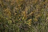 Salix myrsinifolia