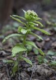 Petasites amplus