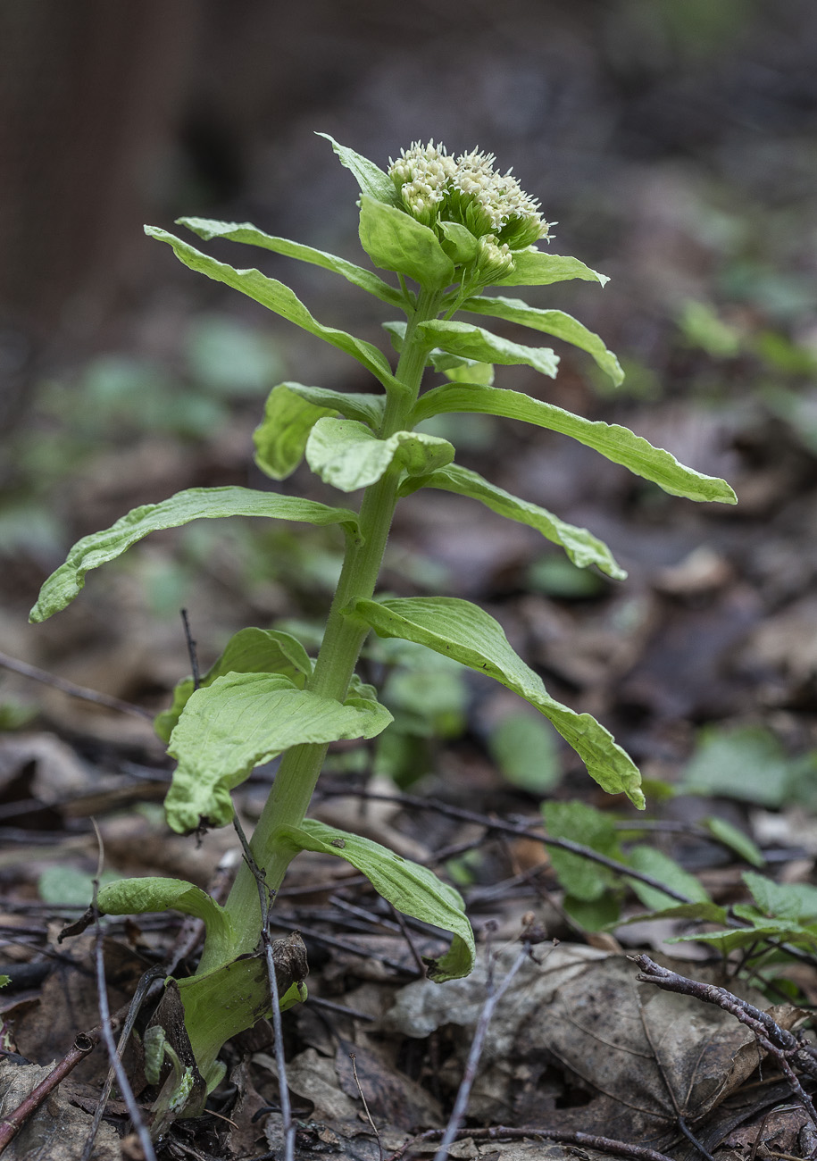 Image of Petasites amplus specimen.