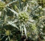 Eryngium campestre. Часть соцветия. Ростовская обл., Азовский р-н, побережье Таганрогского залива, окр. с. Займо-Обрыв. 27.07.2018.