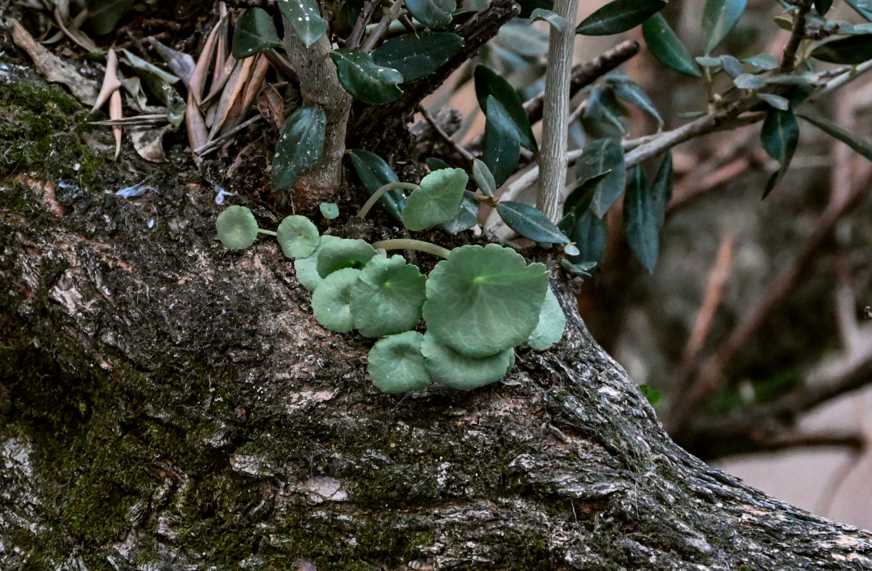 Image of genus Umbilicus specimen.