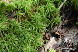 Sphagnum squarrosum