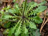 Arabidopsis arenosa