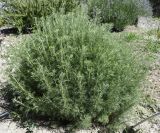 Artemisia dracunculus