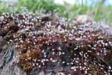Erophila verna