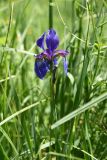 Iris sibirica