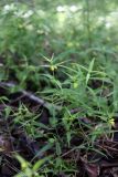 Melampyrum sylvaticum