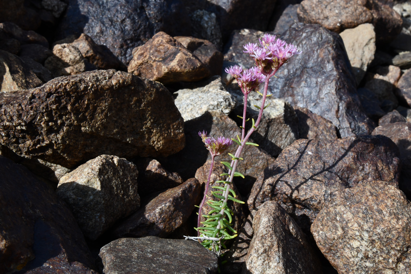 Image of genus Pseudosedum specimen.