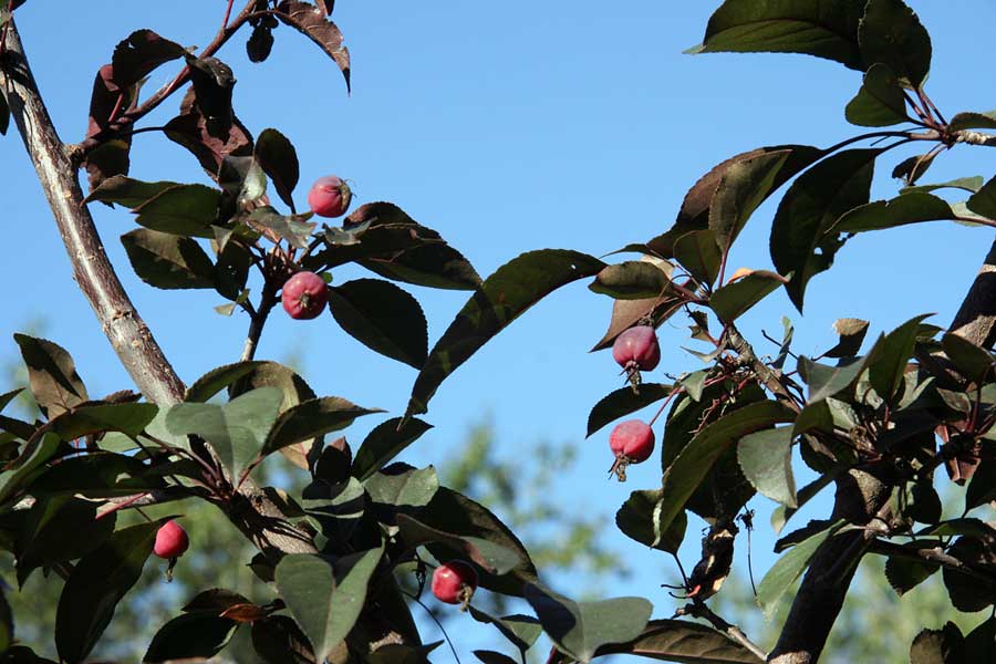 Изображение особи Malus niedzwetzkyana.