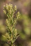genus Galatella. Верхушка растения с развивающимися пазушными генеративными побегами. Ростовская обл., Аксайский р-н, окр. хут. Александровка, степной склон. 24.07.2024.