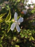 род Philadelphus