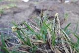 Carex bigelowii