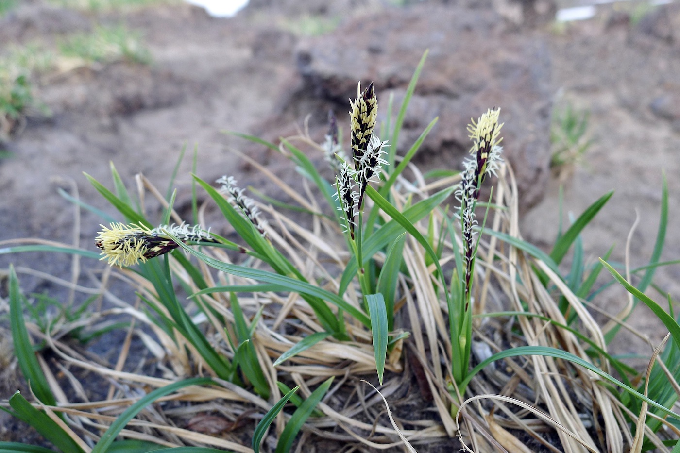 Image of Carex bigelowii specimen.