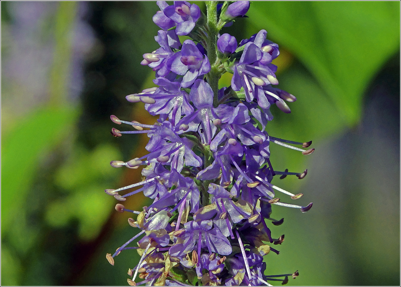 Image of Veronica longifolia specimen.
