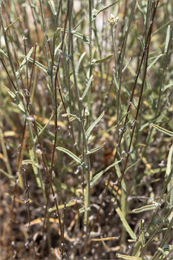 Image of genus Anaphalis specimen.