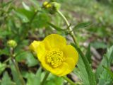 Ranunculus cassubicus