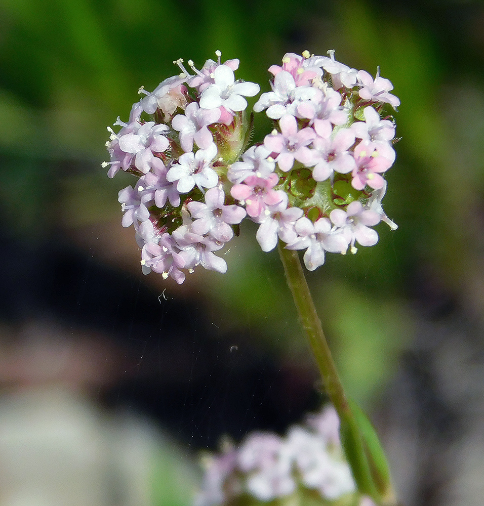 Изображение особи Valerianella coronata.