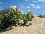 Argusia sibirica. Ветви с соцветиями. Казахстан, Мангистауская обл., Тупкараганский р-н, ур. Саура, выходящее к берегу Каспия песчаное устье разлома. 6 мая 2024 г.