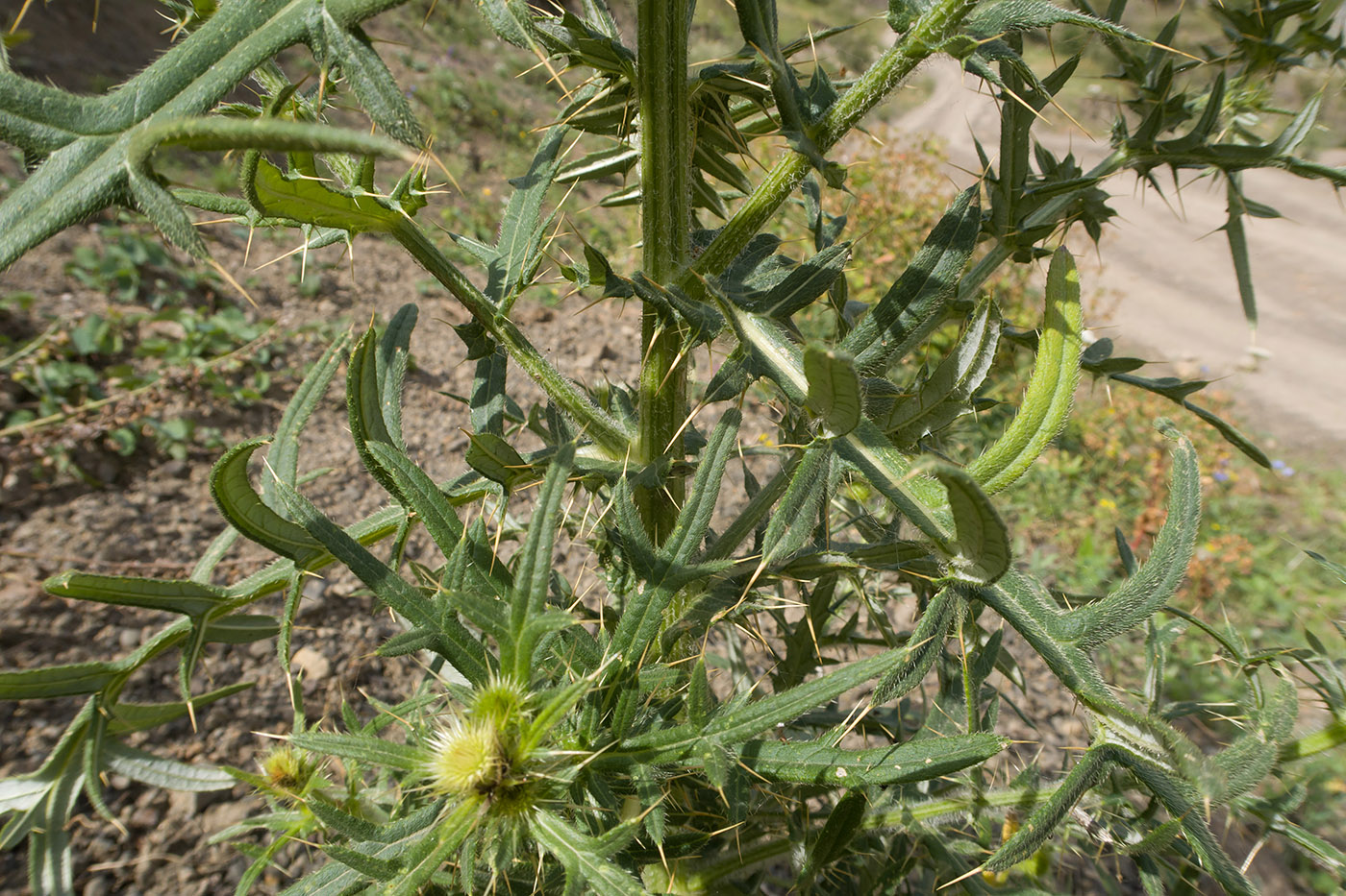 Image of Cirsium szovitsii specimen.