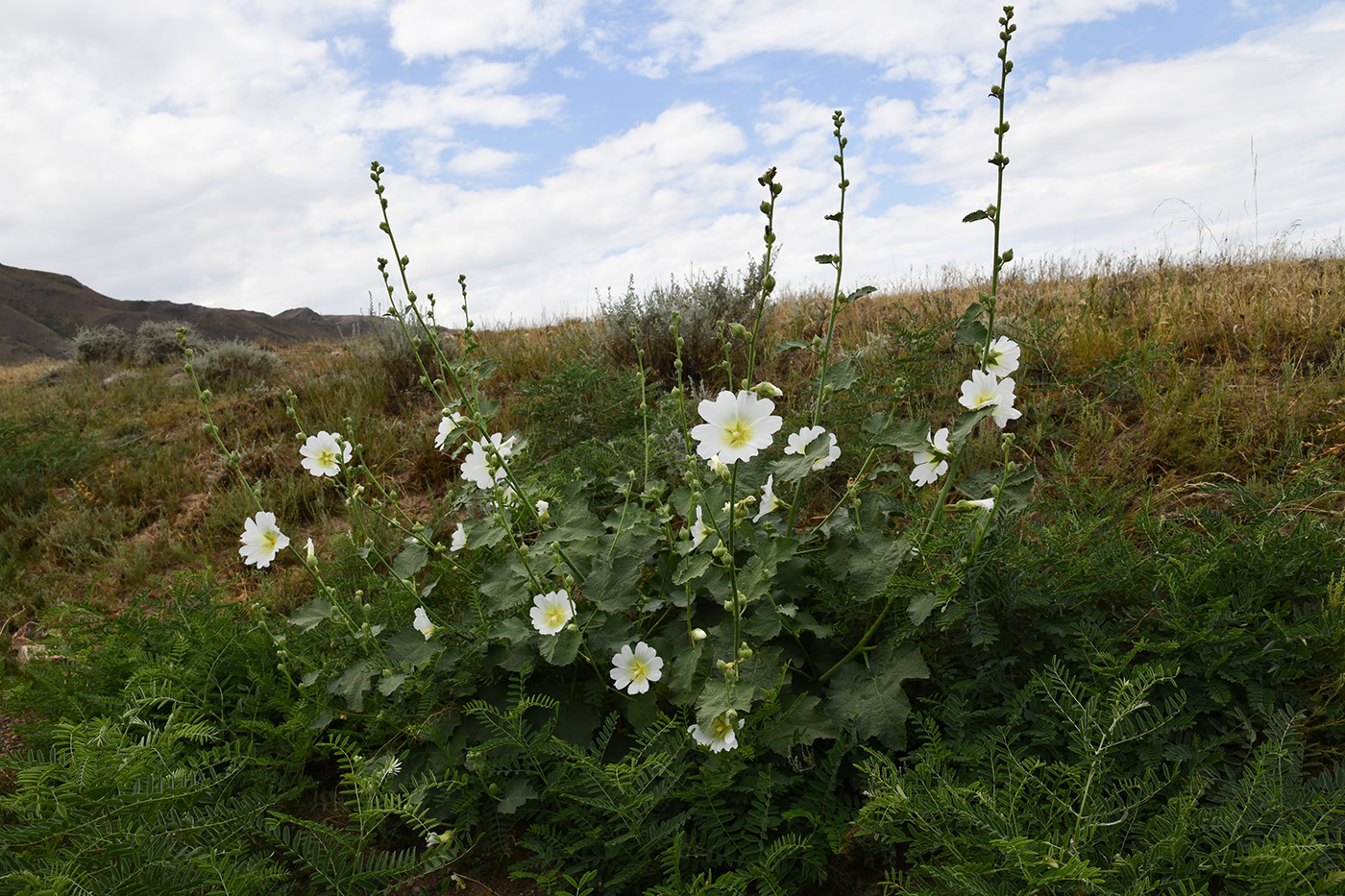 Image of Alcea nudiflora specimen.