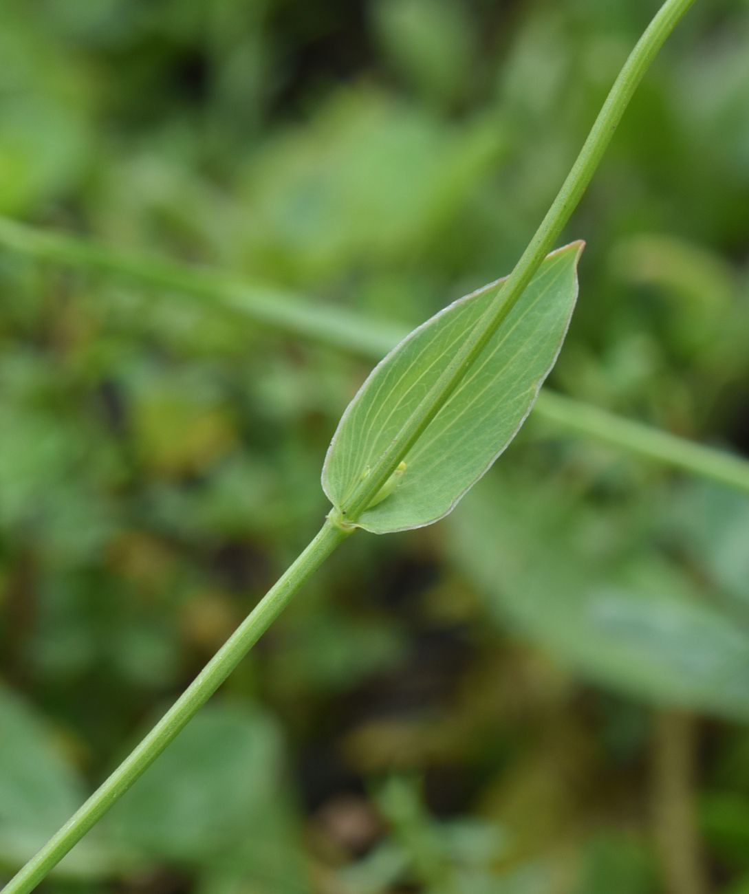 Image of genus Bupleurum specimen.