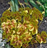 Heuchera &times; hybrida