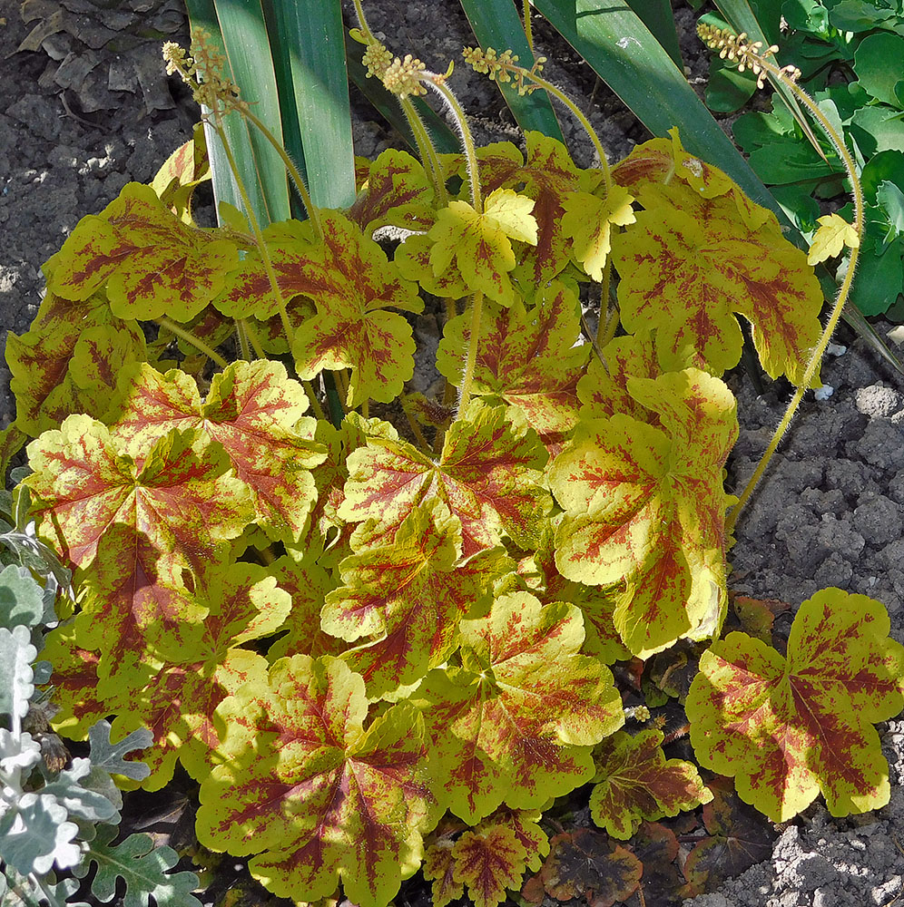 Image of Heuchera &times; hybrida specimen.