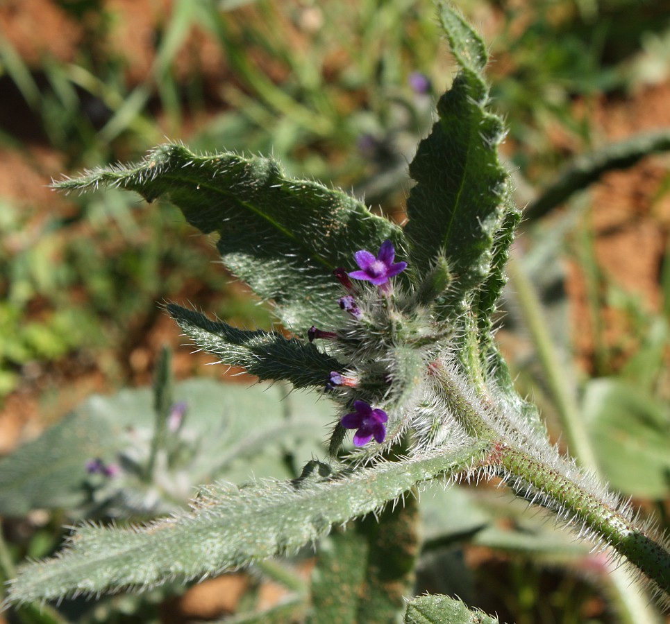 Image of Hormuzakia aggregata specimen.