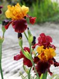 род Iris