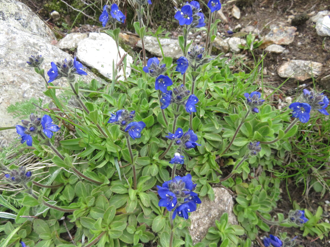 Изображение особи Veronica bellidioides.