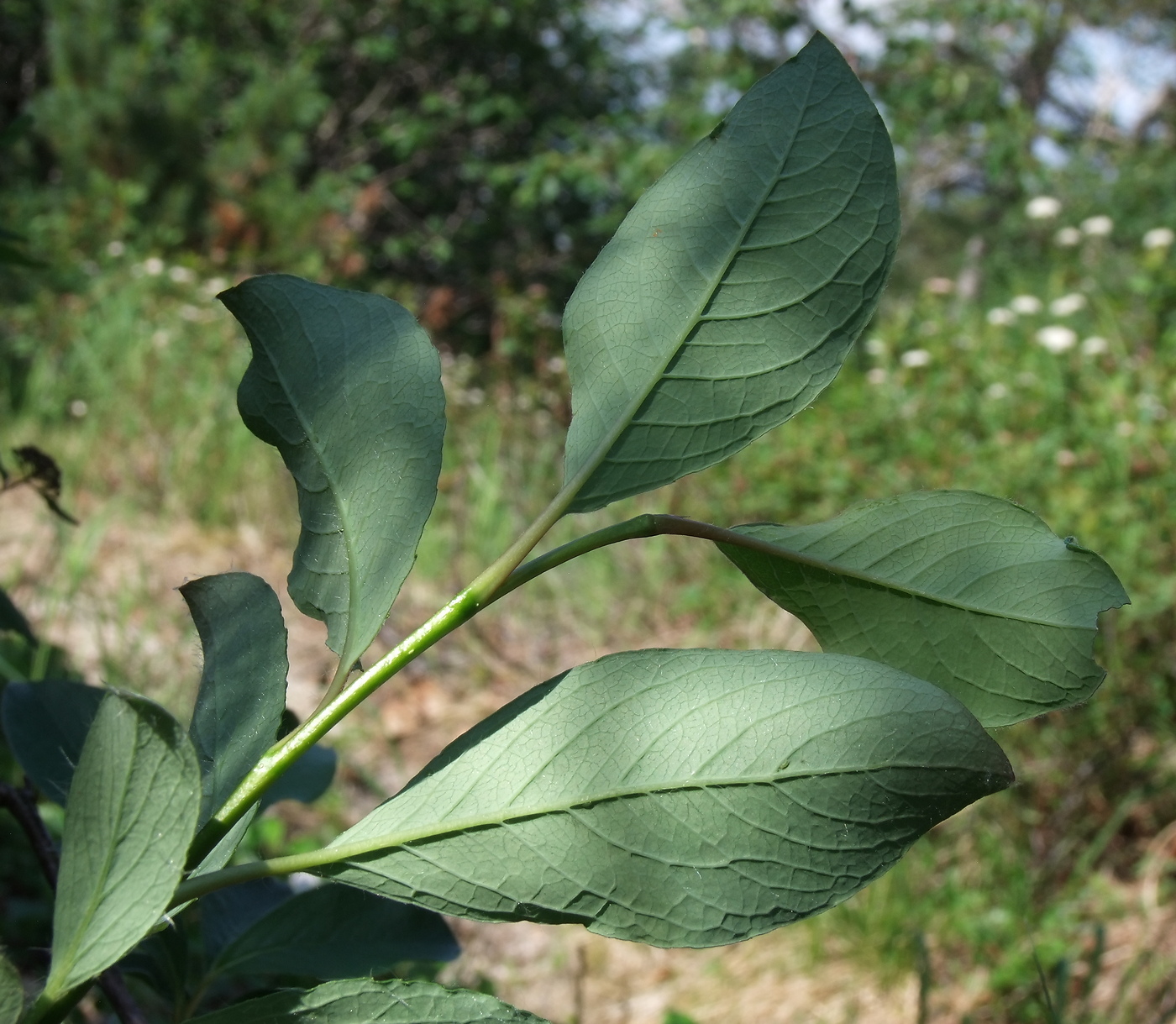 Image of Salix arctica specimen.