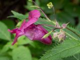 Фото Impatiens glandulifera