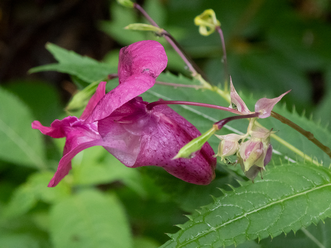 Image of Impatiens glandulifera specimen.