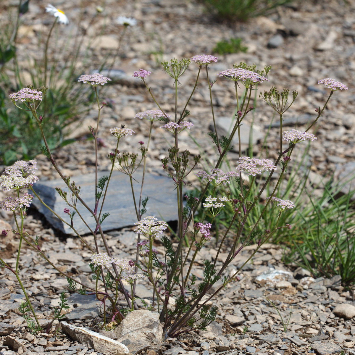 Image of familia Apiaceae specimen.