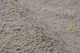 род Linaria