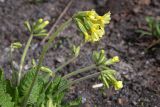 Primula elatior. Верхушка побега с соцветием. Мурманск, Октябрьский р-н, цветник. 28.05.2025.