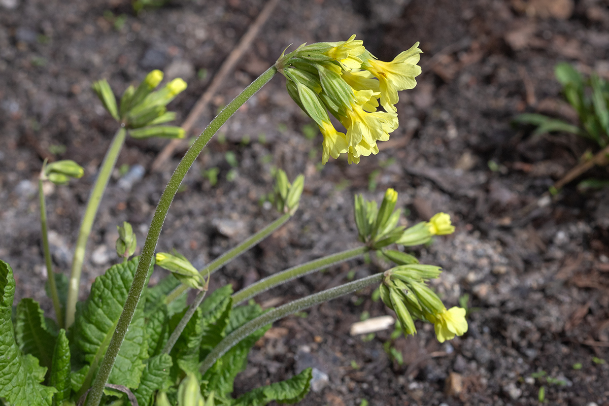 Изображение особи Primula elatior.