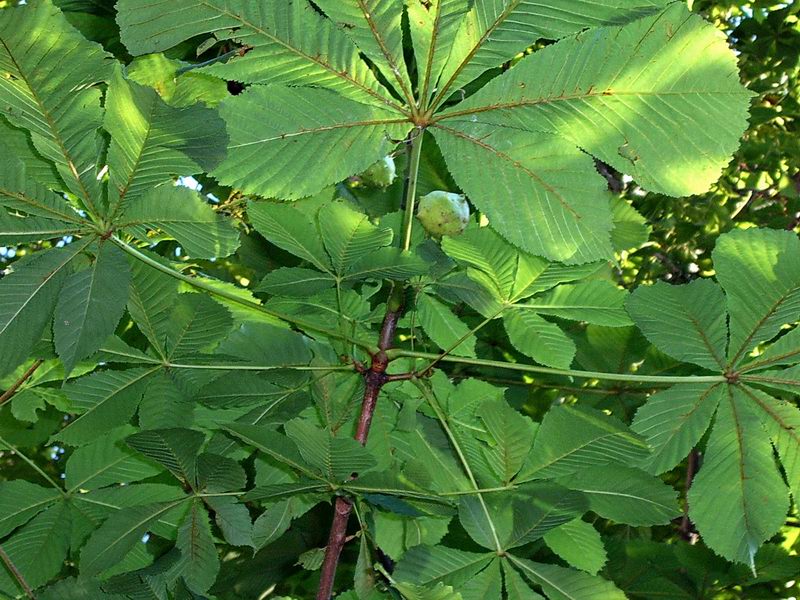 Изображение особи Aesculus hippocastanum.