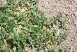 genus Polygonum