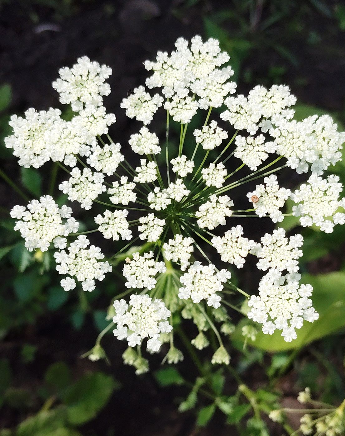 Image of Ammi majus specimen.