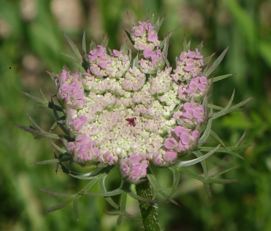 Image of Daucus carota specimen.
