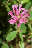 Trifolium resupinatum